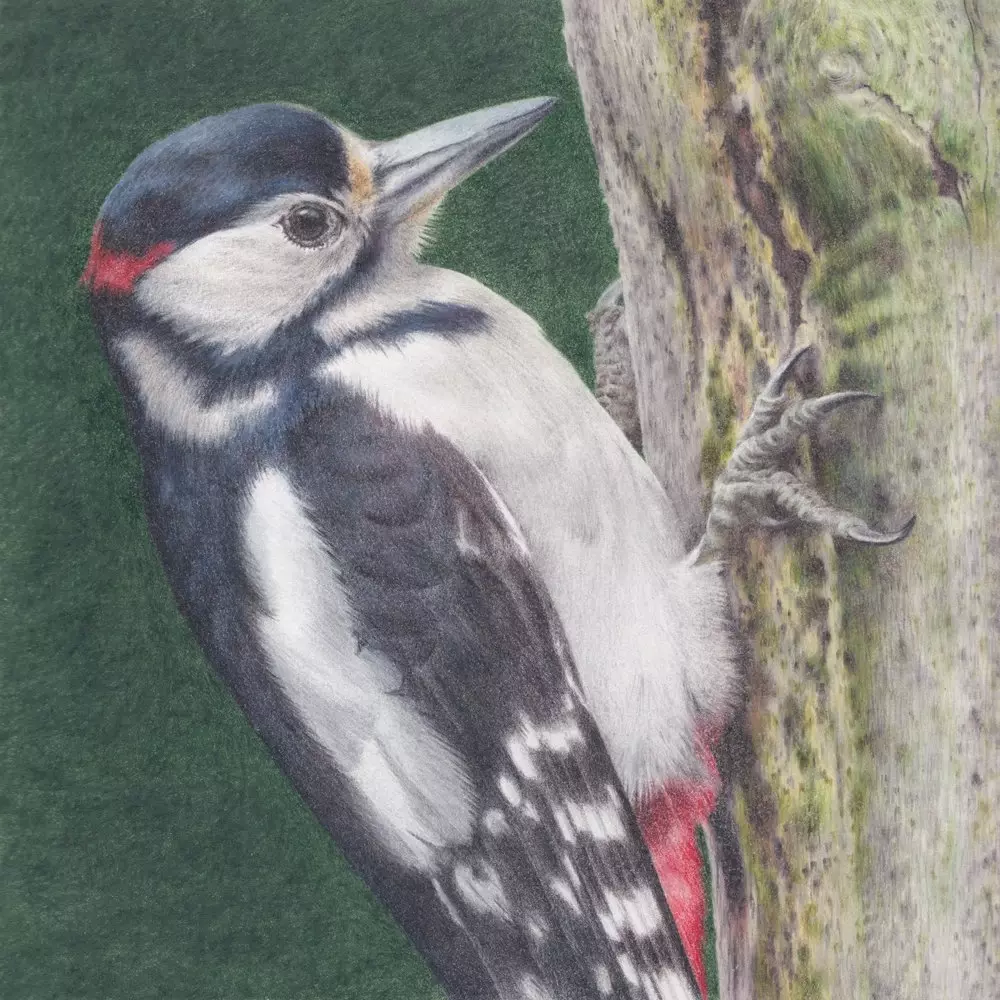 Great Spotted Woodpecker Coloured Pencil Illustration